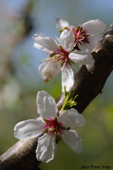 almond blossoms2010d10c086.jpg